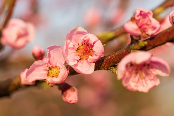 Beautiful Peach Orchard Pink Flowers Trees Green Grass Trees Sky — Stock Photo, Image