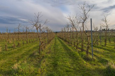 Güzel şeftali bahçesi. Ağaçlarda pembe çiçekler var. Ağaçların arasında yeşil çimen var. Gökyüzü mavi