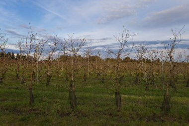 Güzel erik bahçesi. Ağaçlarda beyaz çiçekler var. Ağaçların arasında yeşil çimen var. Gökyüzü mavi.