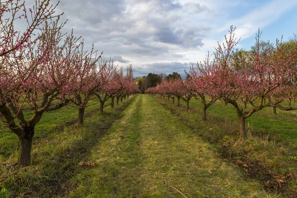 Beautiful peach orchard. There are pink flowers on the trees. There is green grass between the trees. The sky is blue