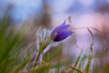 Bahar tarlasında paska çiçekleri. Fotoğraf: Pulsatilla grandis ve güzel bokeh..