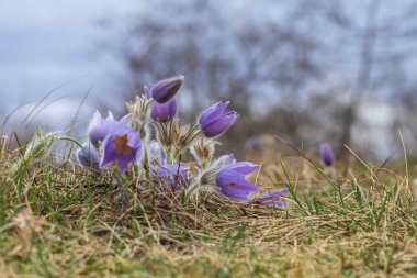 Bahar tarlasında paska çiçekleri. Fotoğraf: Pulsatilla grandis ve güzel bokeh..