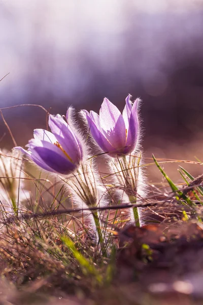 Pasque Flowers Spring Field Photo Pulsatilla Grandis Nice Bokeh — Stock Photo, Image