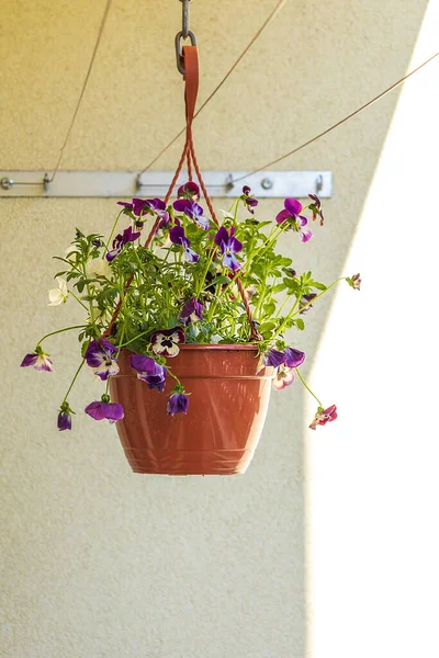 Spring Flower Viola Dans Pot Suspendu Feuilles Colorées — Photo