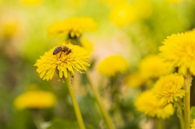 Bahar sarısı karahindiba - Taraxacum. Çiçeğin üstünde polenle kaplı bir arı var..