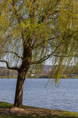 Çek Cumhuriyeti 'nin Brno şehrinde bir barajın kıyısı ve seviyesi. Sahilde bir söğüt ağacı yetişiyor..