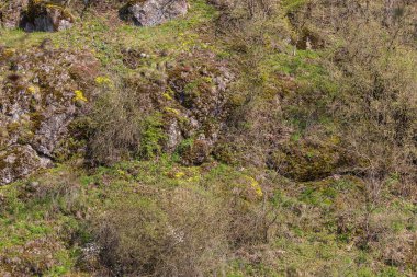 Yüksek kaya ağaçlarla büyüdü. Yeşil çimenler, kayadaki sarı çiçekler.