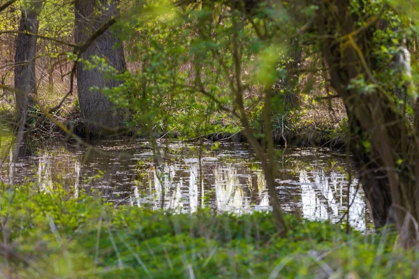 古い川は木で生い茂った スブラトカ川の盲目の腕 — ストック写真