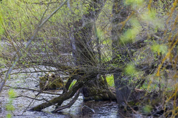 Stará Řeka Zarostlá Stromy Slepá Paže Řeky Svratky — Stock fotografie