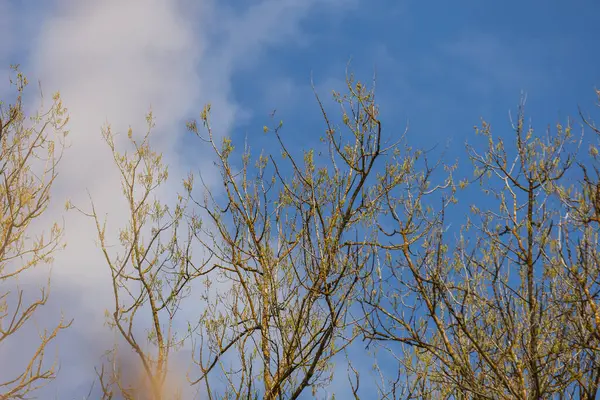 蓝天上有白云的树冠 — 图库照片