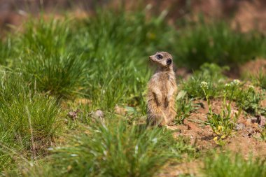 Meerkat - Suricata suricatta güneşli havada çevreyi koruyan bir taşın üzerinde duruyor. Fotoğrafta güzel bokeh var..