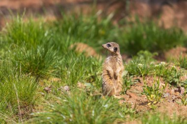 Meerkat - Suricata suricatta güneşli havada çevreyi koruyan bir taşın üzerinde duruyor. Fotoğrafta güzel bokeh var..