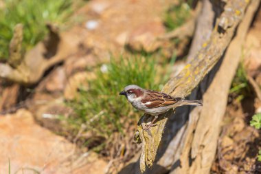 Küçük bir serçe kuşu yaşlı bir ağacın dalında oturur..