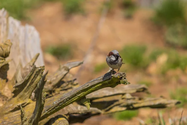 Pequeno Pássaro Pardal Senta Ramo Uma Árvore Velha — Fotografia de Stock