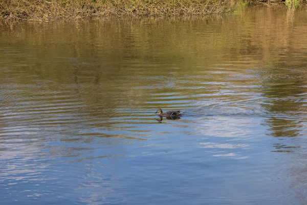 Dişi Bir Ördek Suda Yüzer Nehir Kıyısı Görülebilir — Stok fotoğraf