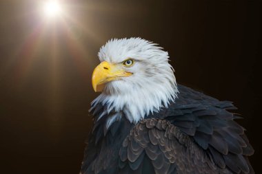 Kahverengi şeffaf arkaplanda kel bir kartalın portresi.