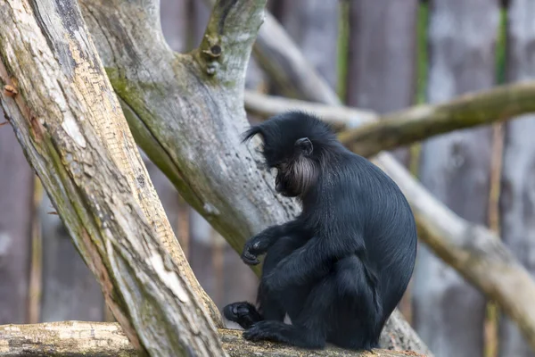 Little Black Monkey Black Mangabay Lophocebus Aterrimus — Foto de Stock