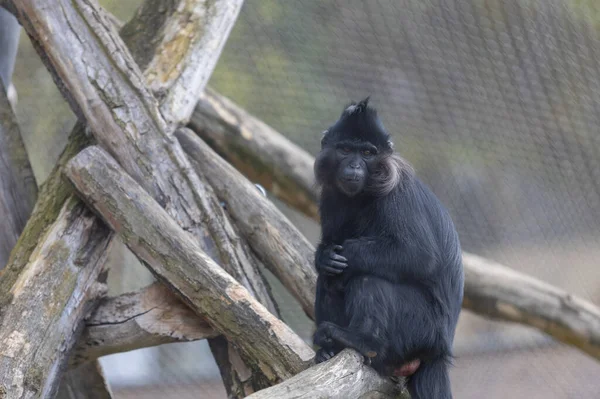 Little Black Monkey Black Mangabay Lophocebus Aterrimus — 스톡 사진