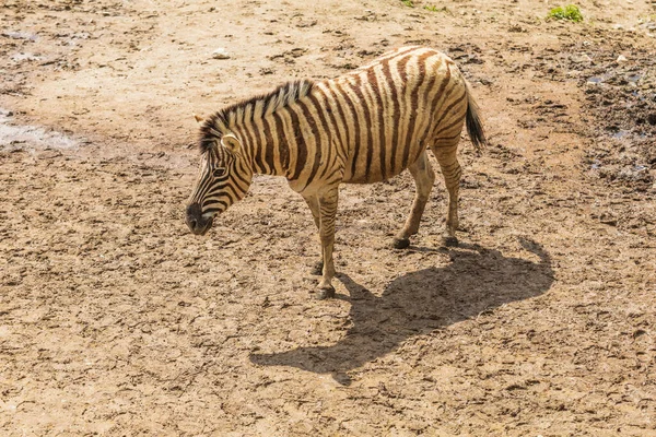 Retrato Uma Zebra Hippotigris Fundo Brilhante — Fotografia de Stock