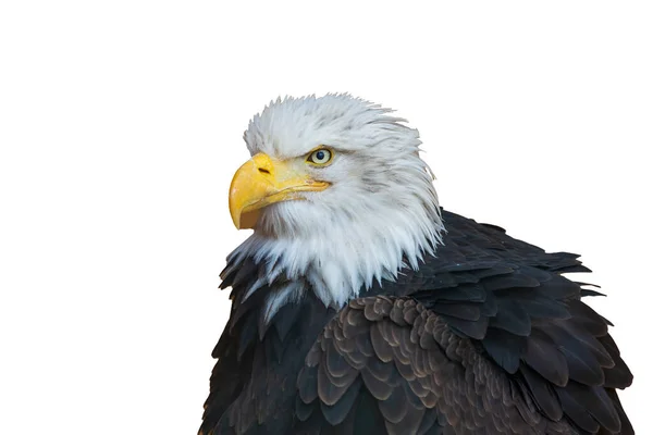 Retrato Águila Calva Sobre Fondo Blanco — Foto de Stock