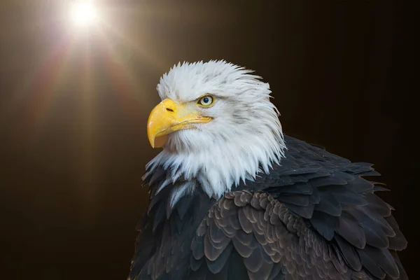 Retrato Águila Calva Sobre Fondo Marrón Translúcido — Foto de Stock