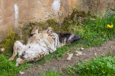 Brindle sırtlanı bir çayırda yatıyor. Etrafında çimenler var..