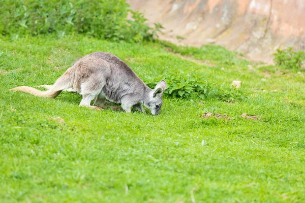 Yeşil Bir Çayırda Küçük Güzel Bir Kanguru — Stok fotoğraf