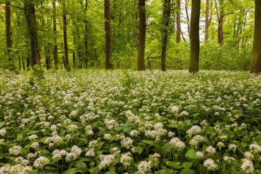 İlaç fabrikası Bear 'ın sarımsağı, Allium ursinum. Sarımsağın yeşil yaprakları ve beyaz çiçekleri var..