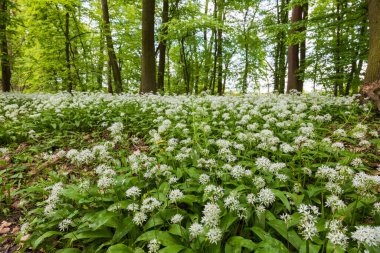 İlaç fabrikası Bear 'ın sarımsağı, Allium ursinum. Sarımsağın yeşil yaprakları ve beyaz çiçekleri var..