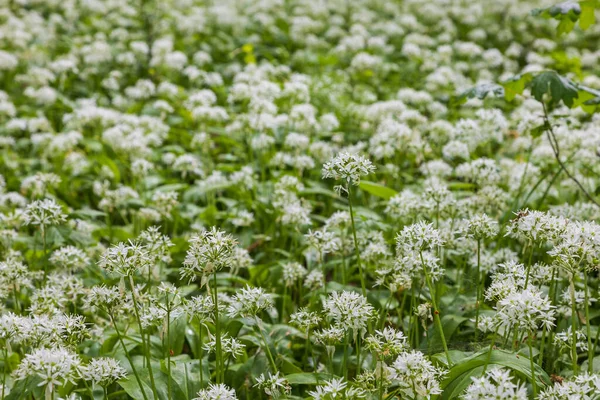 Gyógynövény Medve Fokhagyma Allium Ursinum Fokhagymának Zöld Levelei Fehér Virágai — Stock Fotó