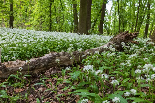 İlaç fabrikası Bear 'ın sarımsağı, Allium ursinum. Sarımsağın yeşil yaprakları ve beyaz çiçekleri var..