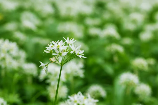 药用植物熊大蒜 Allium Ursinum 大蒜有绿叶和白花 — 图库照片