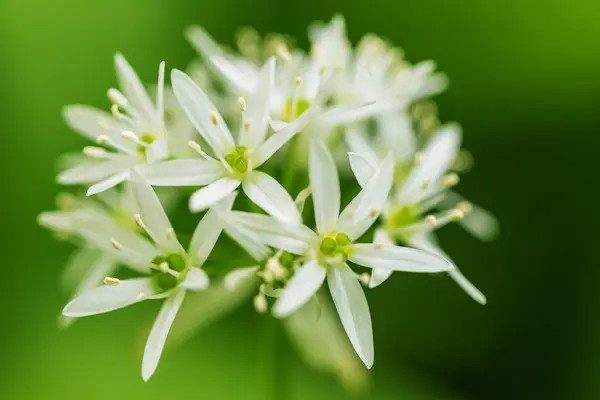 stock image Medicinal plant Bear's garlic - Allium ursinum. Garlic has green leaves and white flowers.