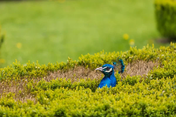 Pássaro Pavão Colorido Bonito Pavão Tem Uma Cauda Esticada Olhos — Fotografia de Stock