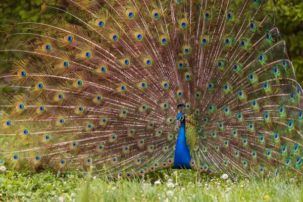 Schöne Bunte Pfauenvogel Der Pfau Hat Einen Ausgestreckten Schwanz Gibt — Stockfoto