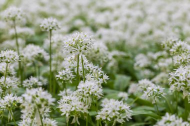 İlaç fabrikası Bear 'ın sarımsağı, Allium ursinum. Sarımsağın yeşil yaprakları ve beyaz çiçekleri var..