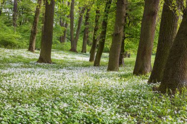 İlaç fabrikası Bear 'ın sarımsağı, Allium ursinum. Sarımsağın yeşil yaprakları ve beyaz çiçekleri var..