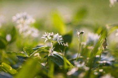 İlaç fabrikası Bear 'ın sarımsağı, Allium ursinum. Sarımsağın yeşil yaprakları ve beyaz çiçekleri var..