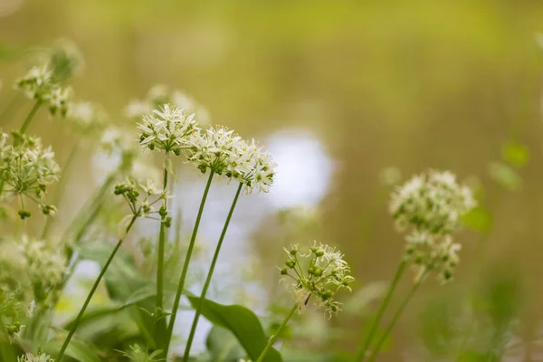 药用植物熊大蒜 Allium Ursinum 大蒜有绿叶和白花 — 图库照片