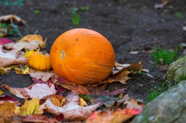Bahçede sonbahar yaprakları ile yerde balkabağı.