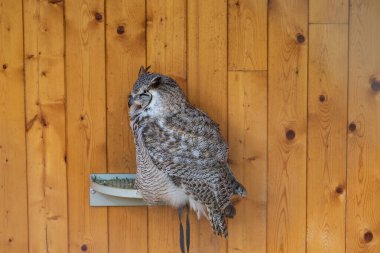 Büyük baykuş Batı Sibirya kartal baykuşu Bubo bubo sibiricus şahin liderliğinde.