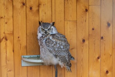 Büyük baykuş Batı Sibirya kartal baykuşu Bubo bubo sibiricus şahin liderliğinde.