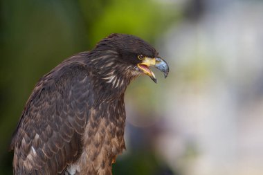 Büyük yırtıcı kuş Kel Kartal - Haliaeetus leucocephalus - Şahin liderliğindeki genç kuş.