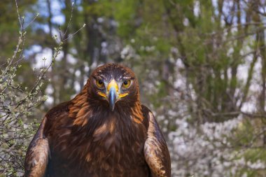 Büyük yırtıcı kuş Kel Kartal - Haliaeetus leucocephalus - Şahin liderliğindeki genç kuş.