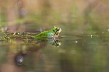 Hyla arborea - Sapında yeşil ağaç kurbağası. Arka plan yeşil. Fotoğrafta güzel bir bokeh var. Vahşi fotoğraf