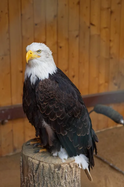 Large Bird Prey Bald Eagle Haliaeetus Leucocephalus Adult Led Falconer — Stock Photo, Image