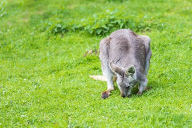 Eastern mountain kangaroo - Macropus robustus robustus on a green meadow