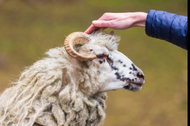 Wallachian sheep - a large ram with long fur and large horns.