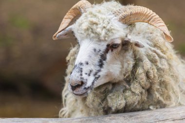 Wallachian sheep - a large ram with long fur and large horns.