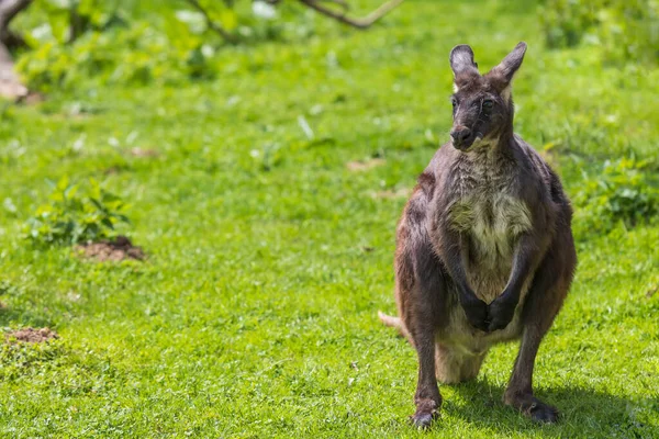 Eastern Mountain Kangaroo Macropus Robustus Robustus Green Meadow — Photo